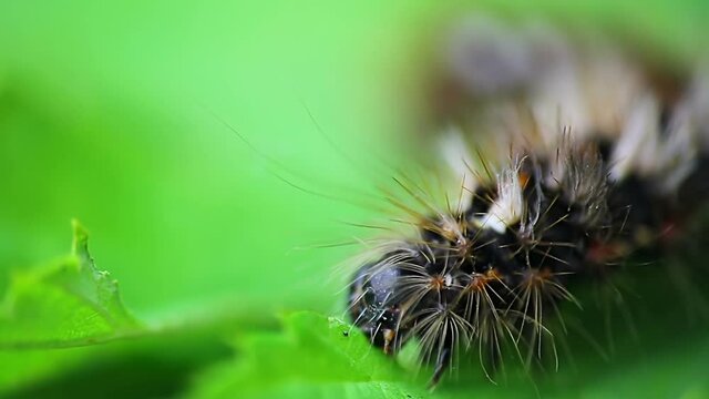 Grass moth, acronicta rumicis larvae, caterpillar eating leaves. Macro animal