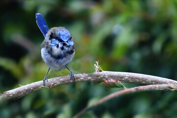 Male Superb Fairy Wren coming into its mating colours