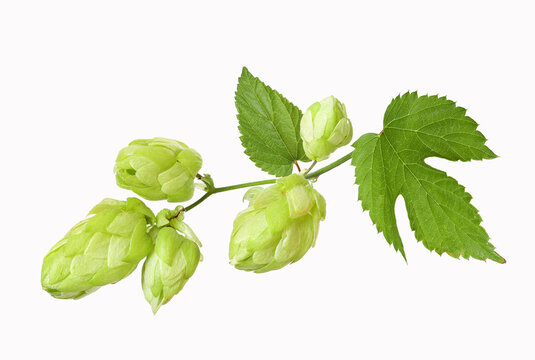 Branch with ripe hop cones, isolated