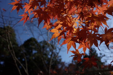 Red autumn leaves of Japanese Maple
