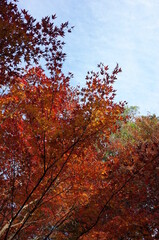 Fototapeta premium Red autumn leaves of Japanese Maple 