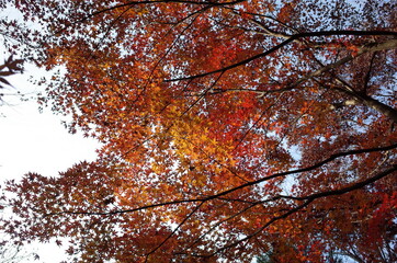 Fototapeta premium Red autumn leaves of Japanese Maple 