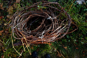 Preparing the vine by twisting for the winter period