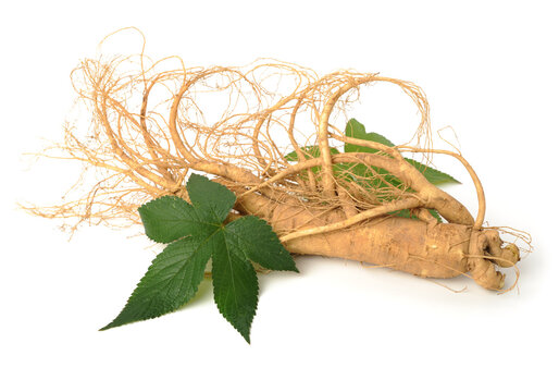 Fresh ginseng and leaf on white background.