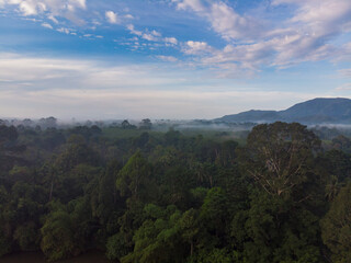 Fototapeta premium Nature tropical green tree forest morning with fog mountain background