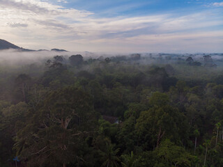 Nature tropical green tree forest morning with fog mountain background