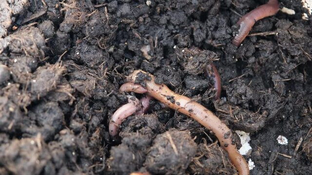 A close up of garden lob worms in a bucket of soil