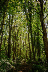 Obraz premium Newcastle UK: 24th May 2021: Lush green woodlands on a warm sunny day in Newburn Riverside Park