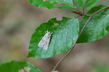 Sycamore moth Acronicta aceris sitting on a Beech leaf