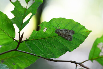 Sycamore moth Acronicta aceris sitting on a Beech leaf