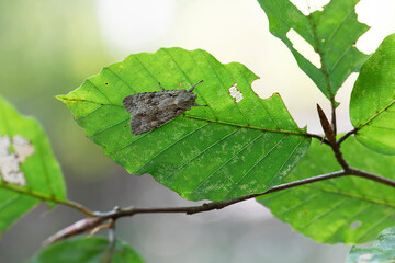 Sycamore moth Acronicta aceris sitting on a Beech leaf