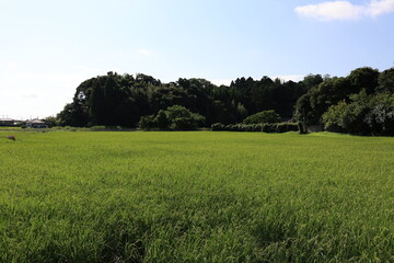 田園風景
