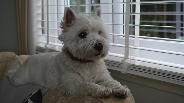 A cute white west highland terrier sitting on the edge of a sofa chair