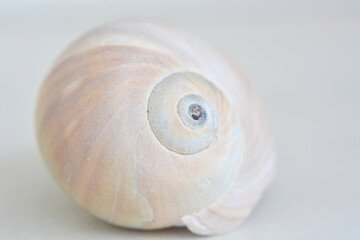 Seashell on a light background, soft focus, close-up - 461982500
