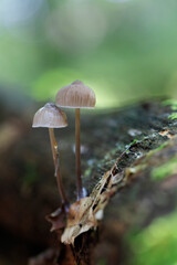 Mycena inclinata growing on a fallen oak branch