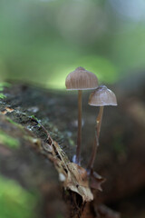 Mycena inclinata growing on a fallen oak branch
