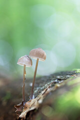 Mycena inclinata growing on a fallen oak branch