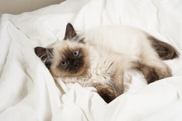 A small beige colored ragdoll baby kitten cat on white sheets looking into the camera
