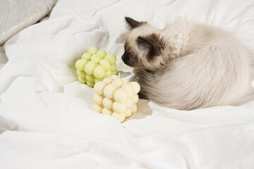 A small beige colored ragdoll baby kitten cat on white sheets smelling on white bubble candles