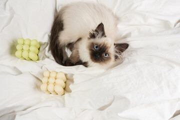 A small beige colored ragdoll baby kitten cat on white sheets with white and green bubble candles looking into the camera