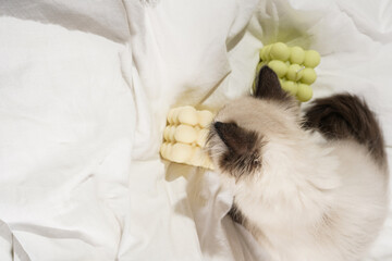 A small beige colored ragdoll baby kitten cat on white sheets smelling on white and green bubble...