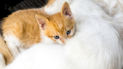 Red-haired white kitten lies on a cat, close-up, copy space