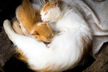 Redheaded white cat sleeping with a kitten, close up