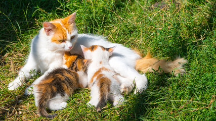 Naklejka na ściany i meble White and ginger cat feeds kittens on green grass, close up, copy space