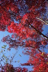 Red autumn leaves of Japanese Maple
