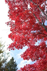 Red autumn leaves of Japanese Maple
