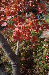 Red autumn leaves of Japanese Maple
