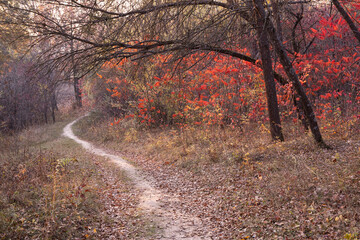A path in the autumn forest and bushes with bright red foliage. Autumn landscape.