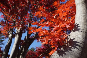 Obraz na płótnie Canvas Red autumn leaves of Japanese Maple 
