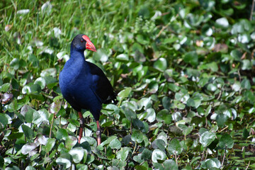 Purple Swamp Hen - Water Bird - Australia