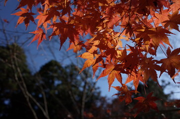 Red autumn leaves of Japanese Maple
