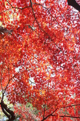 Red autumn leaves of Japanese Maple
