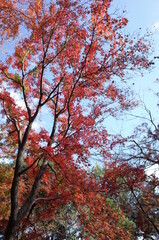 Red autumn leaves of Japanese Maple
