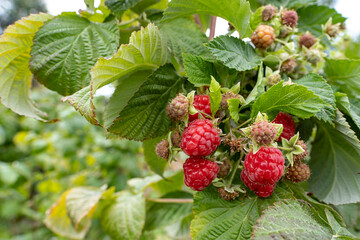 A beautiful handful of ripe raspberries on a farm with high-tech cultivation. The plant and the...