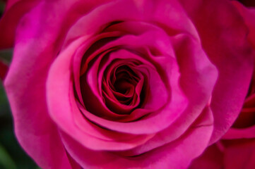Close-up of a pink rose bud, with a dark center. Flower, macro