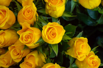 yellow roses on a dark background. Bouquet, background, flowers, love