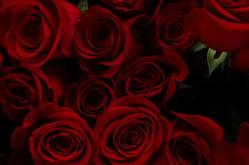 Dark red roses on a dark background. Flowers, background, love, darkness