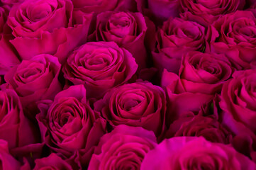 Obraz na płótnie Canvas pink roses on a dark background. Flowers, background, love