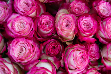 Obraz na płótnie Canvas many pink and white roses on a dark background. Natural background, flowers, love