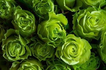 Bright green roses on a dark background. Bouquet, nature, natural background