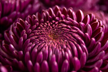 Close-up of purple chrysanthemum flowers on blurred background. Flowers, nature, love