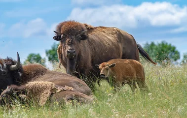 Fototapeten American bison herd with baby grazing in summer steppe. © Igor