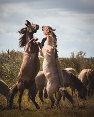 Two stallions of konik horses  fighting © Stefan
