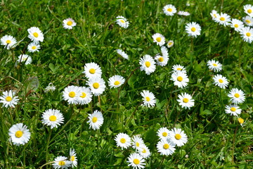 Fototapeta premium field of daisies