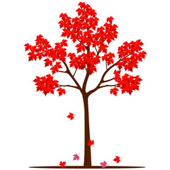 Fototapeta premium Maple tree in autumn isolated on white background.