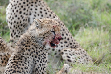 cheetah yawning with blood